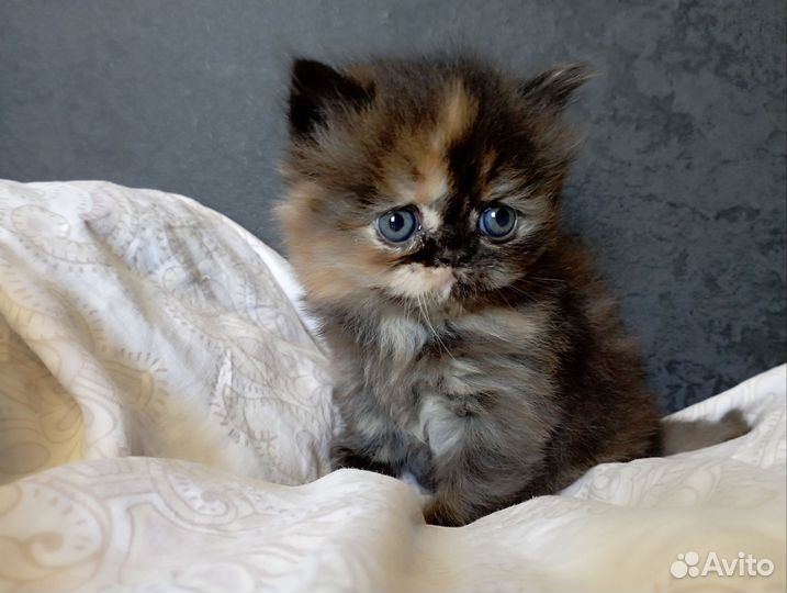 Персидские кошечки