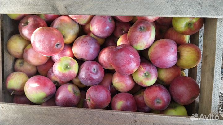 Продам яблоки