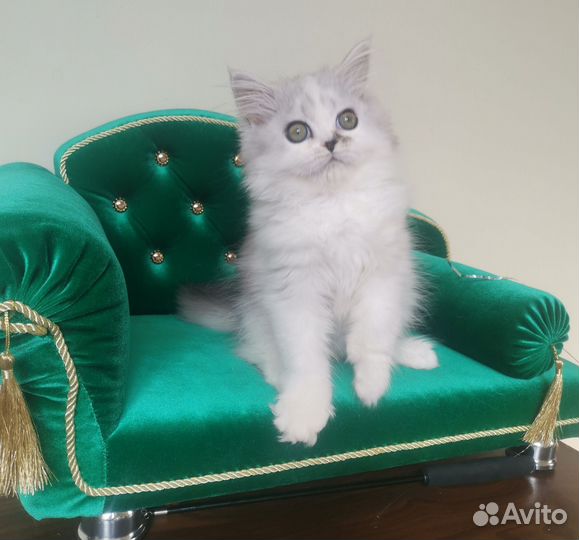 Шотландская кошечка