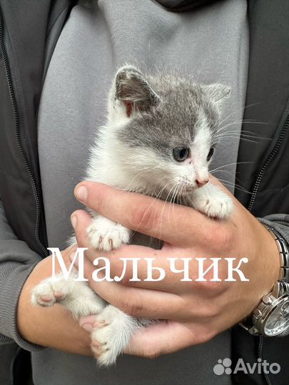 Котята в добрые руки даром