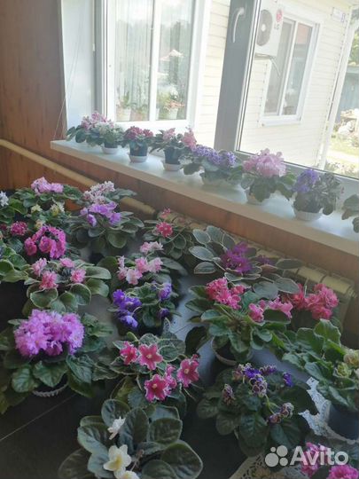 Фиалки сортовые