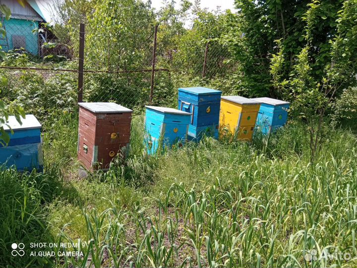 Ящик с пчелами и рамками