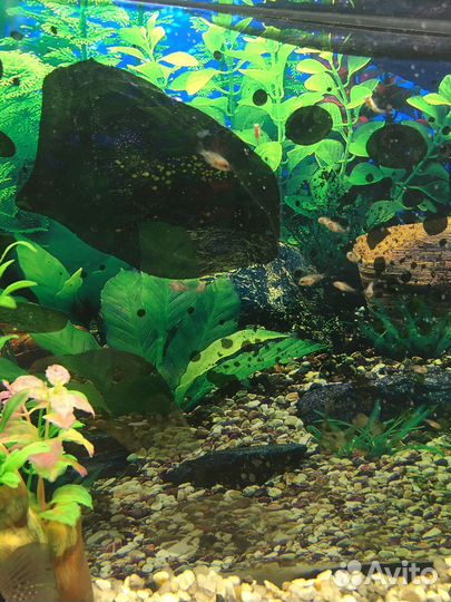 Мальки цихлазомы чернополосой