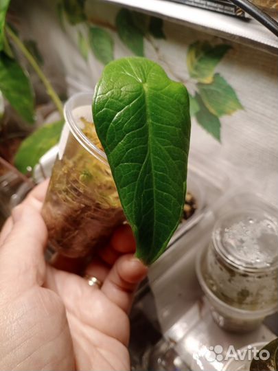 Алоказия Скальпрум