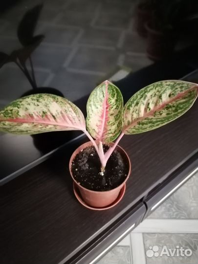 Аглаонема 10 карат