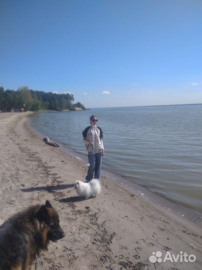 Мини шпиц щенки