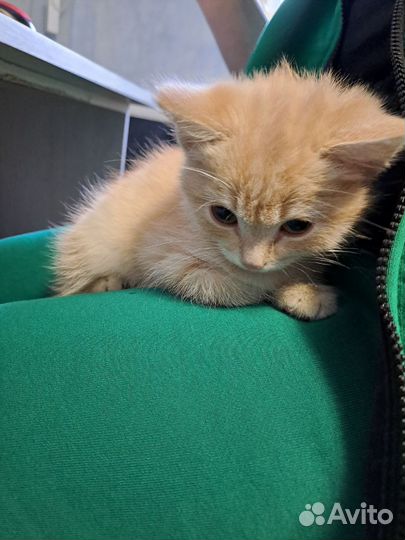 Котёнок мальчик