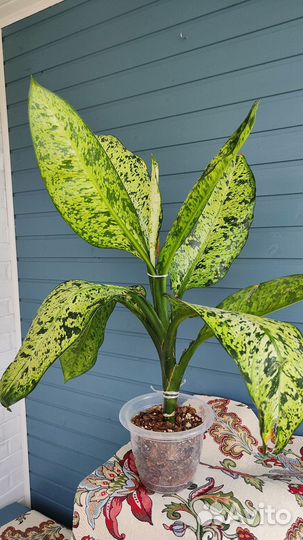 Диффенбахия Starbright