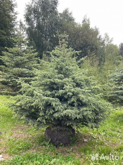 Ель голубая