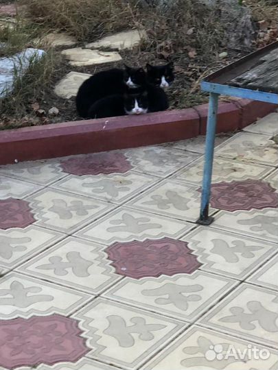 Котята