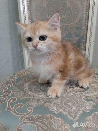 Золотые котята