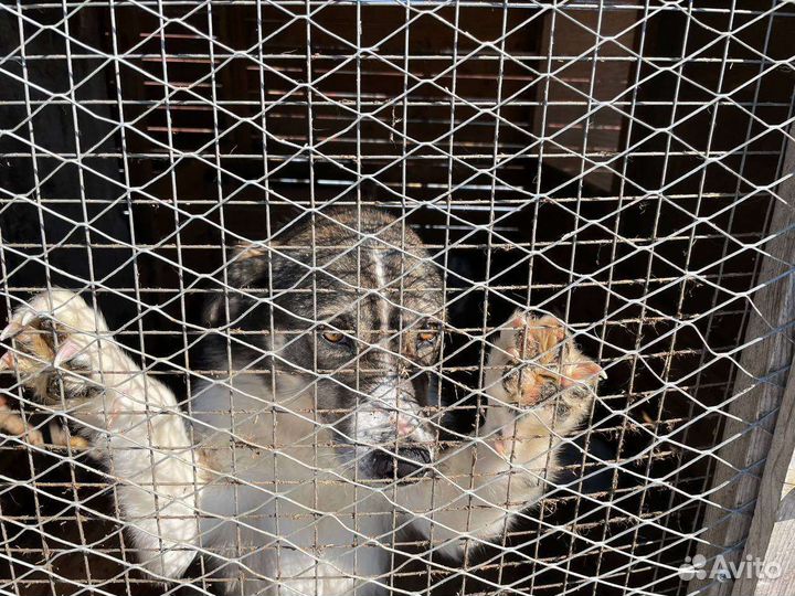 Собака ищет дом