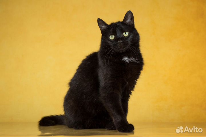 Ласковая котейка Пуговка