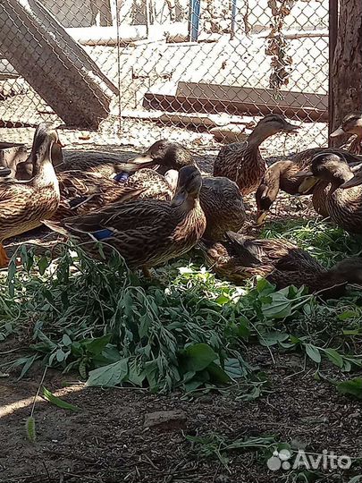 Подсадные утки