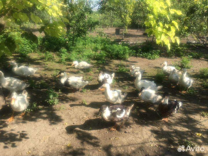 Продам мулардов на мясо