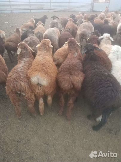 Овцы бараны ягнята