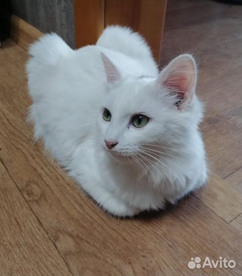 Турецкая ангора