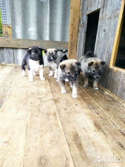 Щенки западно-сибирской лайки