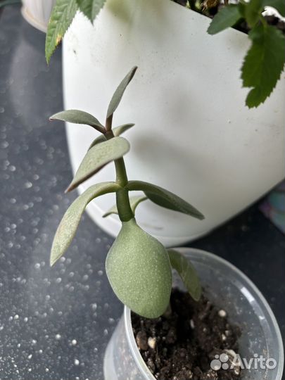 Спатифиллум, денежное дерево, доллоровое дерево