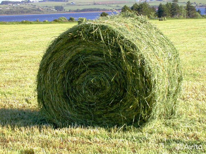 Сено, сенаж