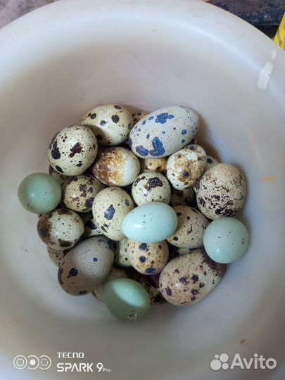 Перепелинное яйцо, петушки, инкубационное яйцо