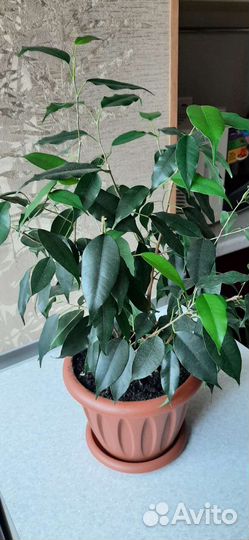Фикус бенджамина