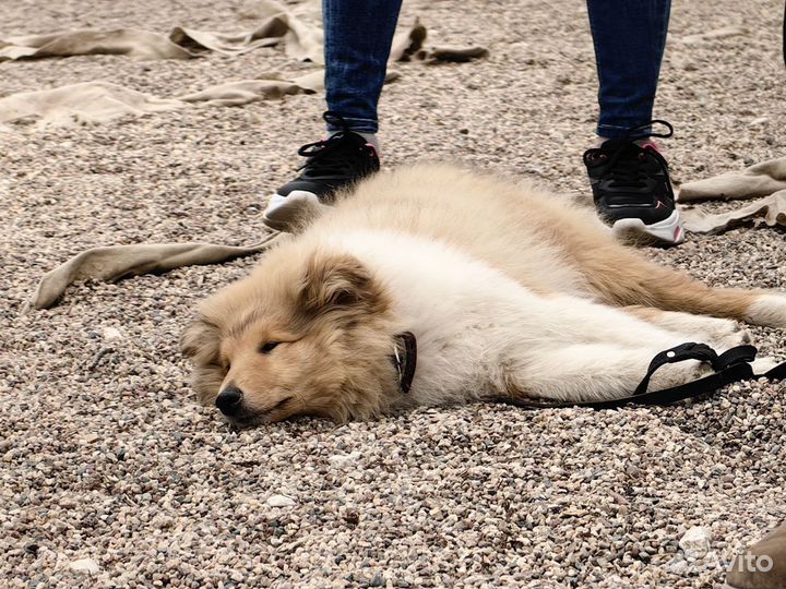 Услуги кинолога