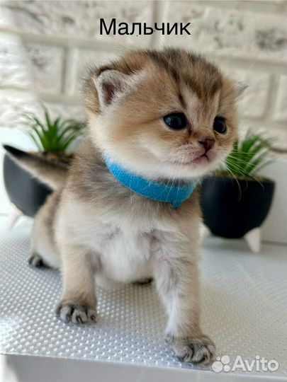 Шотландские котята