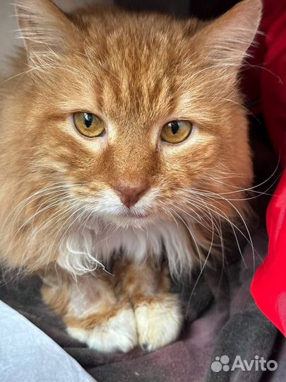 Лайм ищет семью