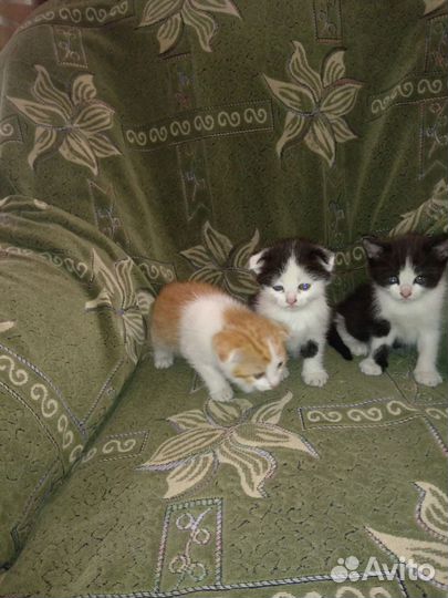 Котенок отдам в хорошие руки