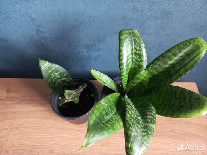 Сансевиерия