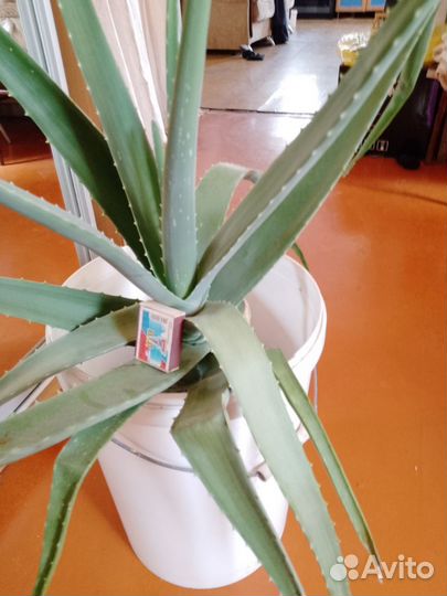 Алоэ 3 года