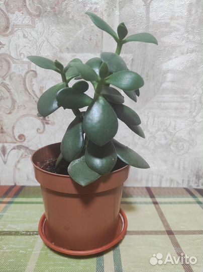 Денежное дерево толстянка