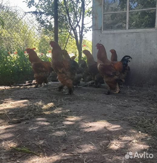 Куры брама