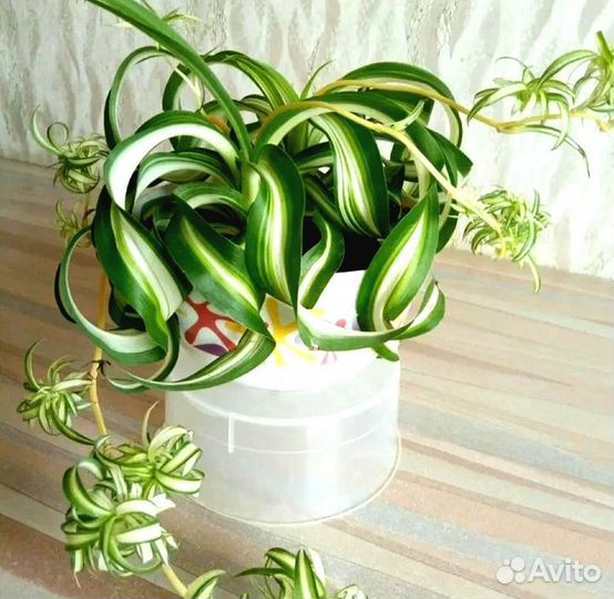 Хлорофитум кудрявый