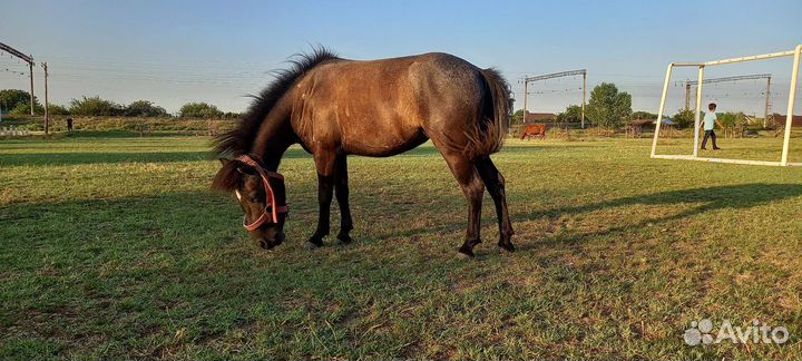 Пони кабылка