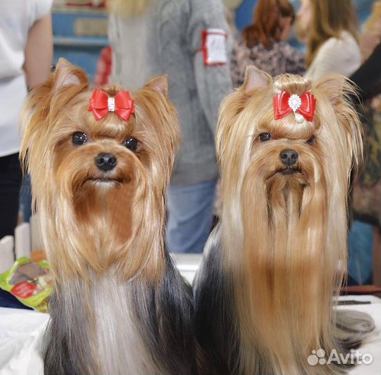 Кобель йорка для вязок