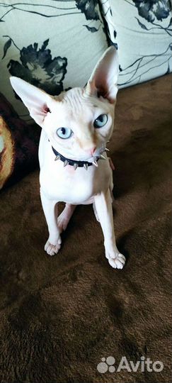 Канадский сфинкс вязка