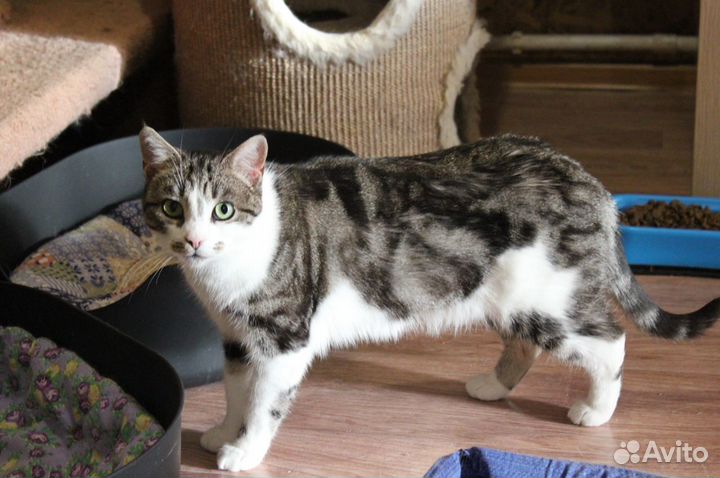 Алиса изменит вашу жизнь к лучшему :)