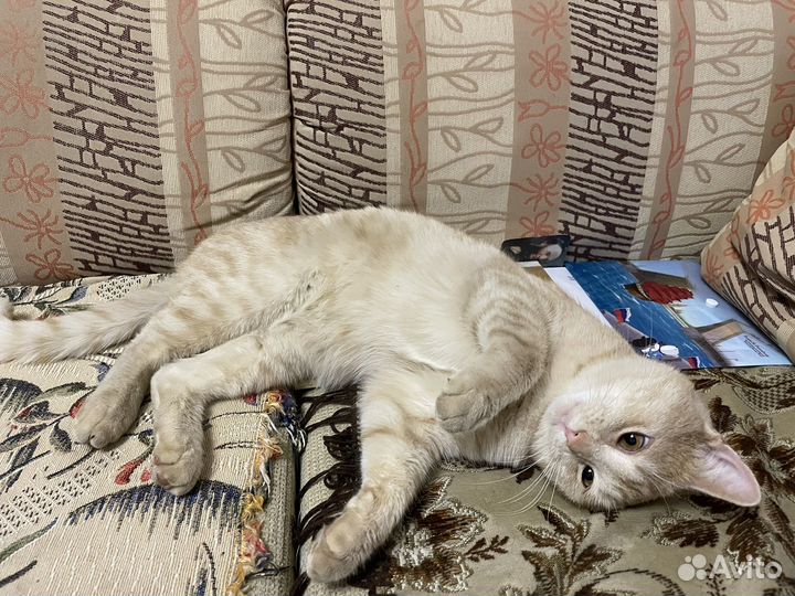 Кот
