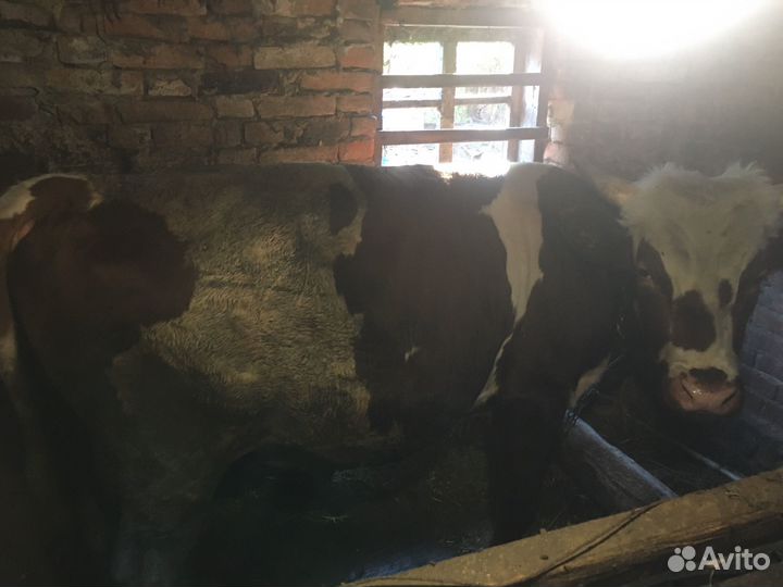 Быки на мясо живым весом
