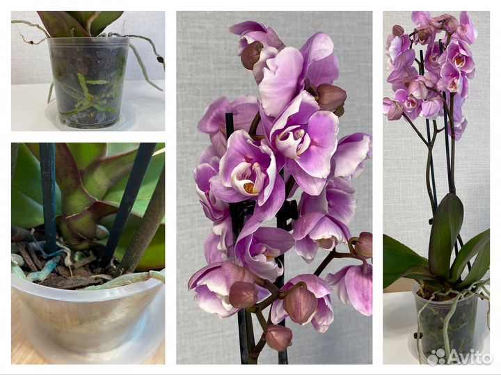 Орхидея редкая