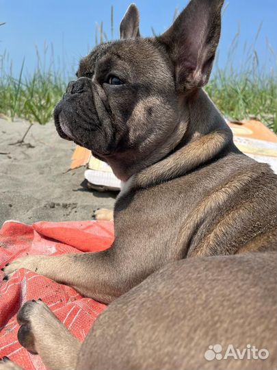 Французский бульдог кабель вязка