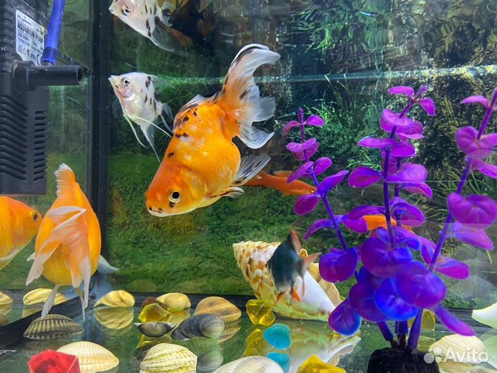 Аквариум с рыбами