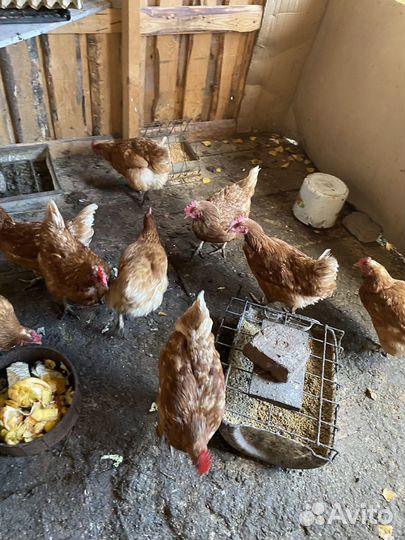 Куры несушки