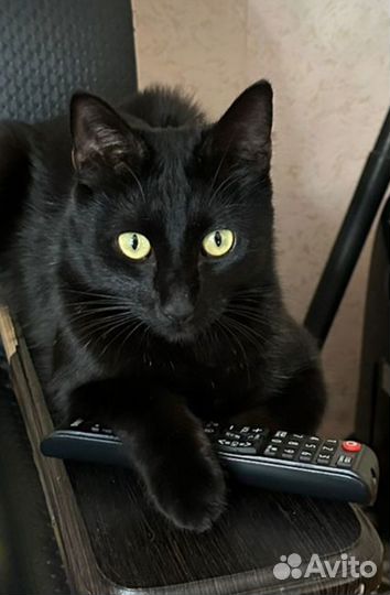 Отдам бесплатно