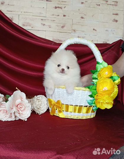 Супер micro кукла