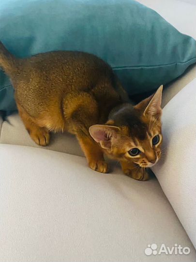 Абиссинские котята
