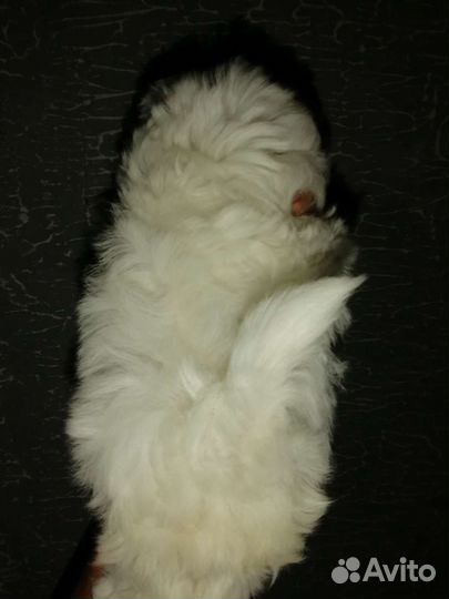 Девочка мальтезе стандарт