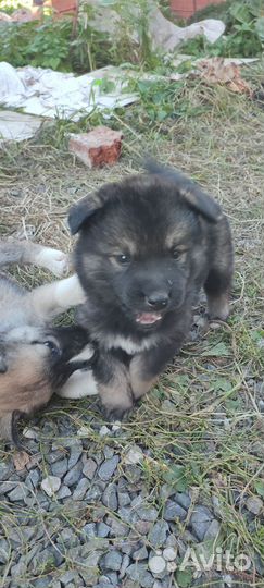 Собака в добрые руки отдам бесплатно